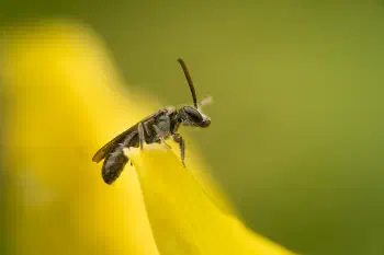 Furrow Bees
