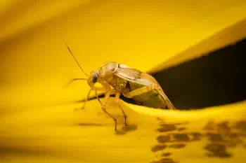 Lygus pratensis