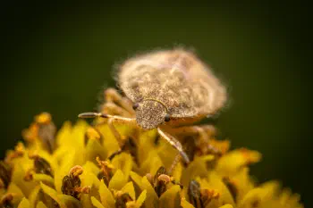 Sloe Bug
