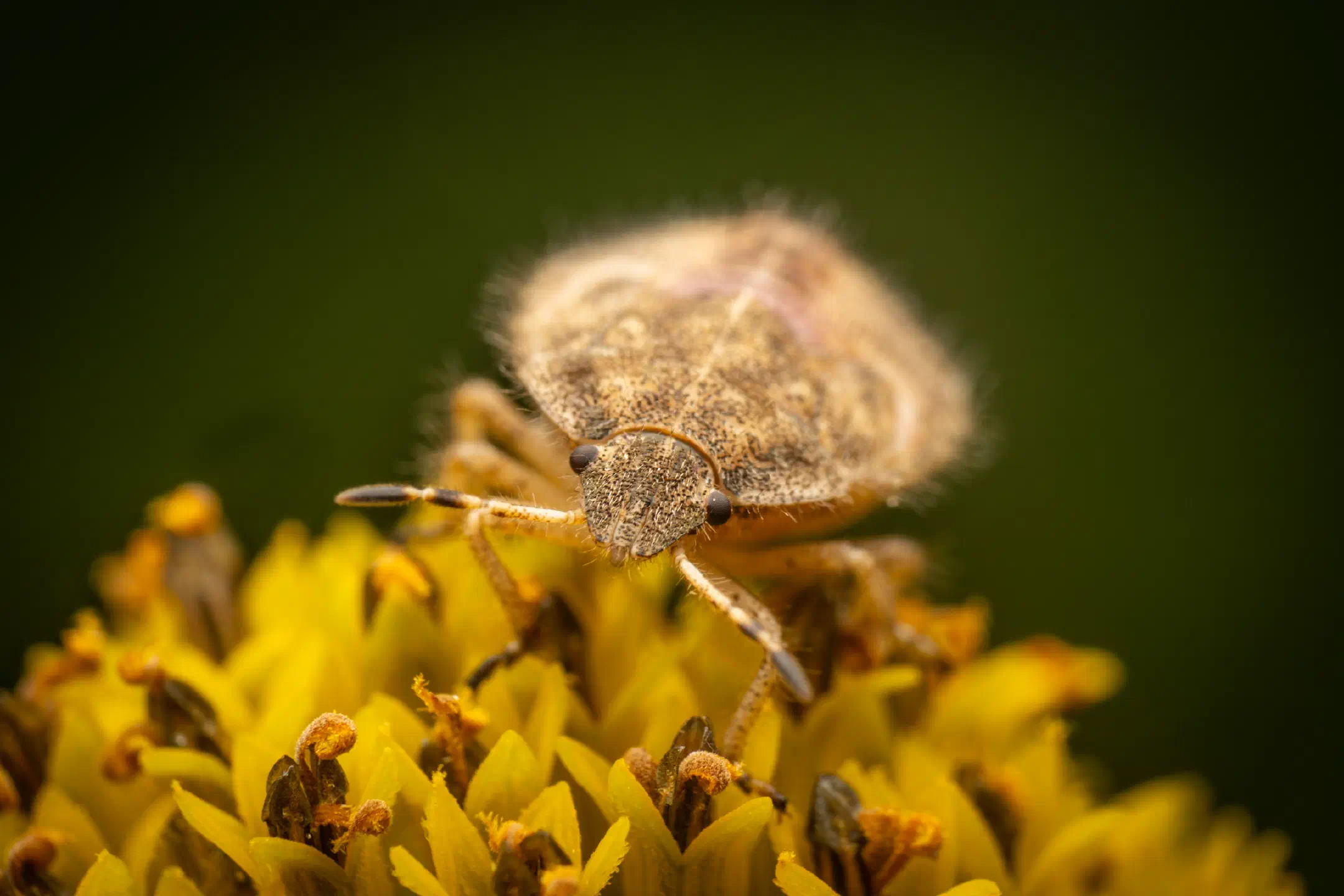 Sloe Bug | Sloe Bug
