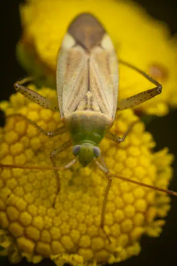 Alfalfa Plant Bug