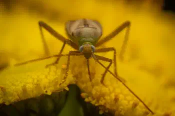Alfalfa Plant Bug
