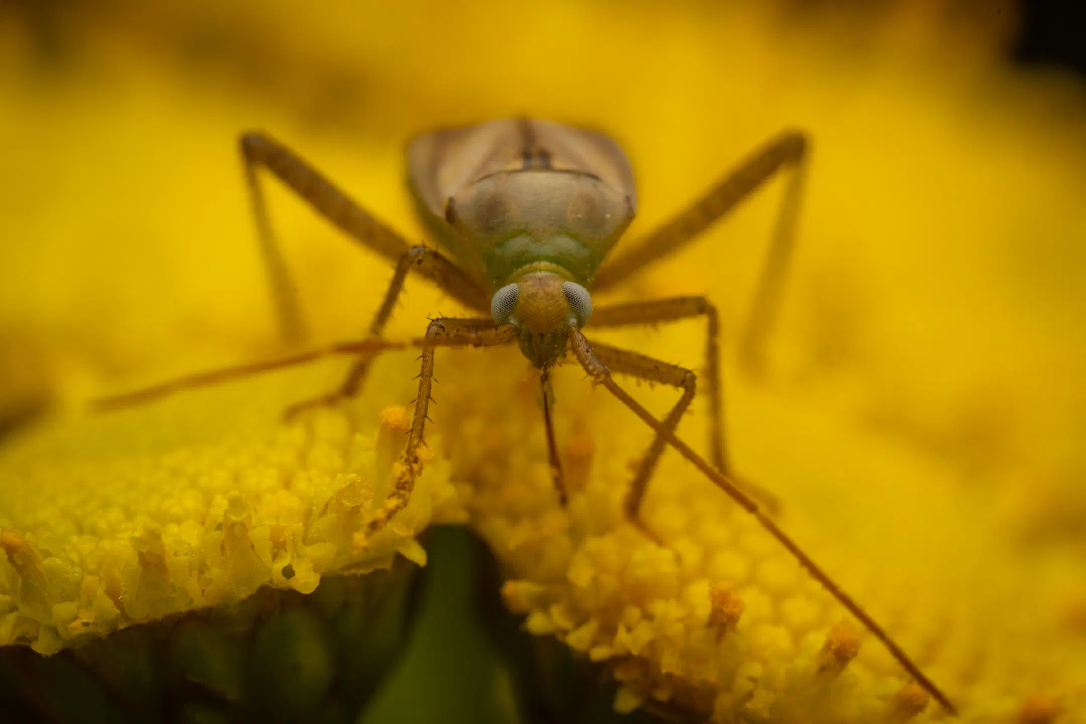Alfalfa Plant Bug | Alfalfa Plant Bug