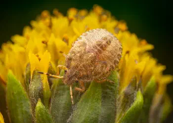 Sloe Bug
