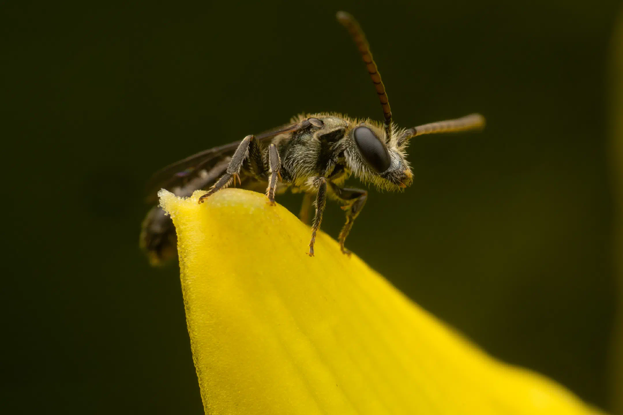 Furrow Bees | Furrow Bees
