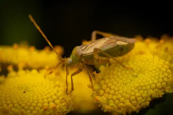 Alfalfa Plant Bug