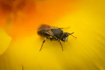 Masked Bees