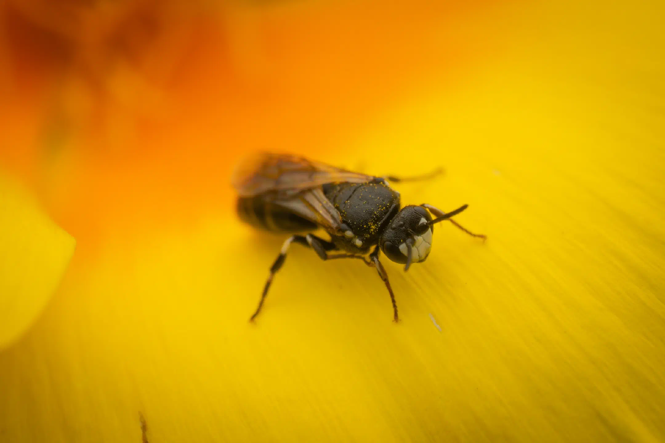 Masked Bees | Masked Bees
