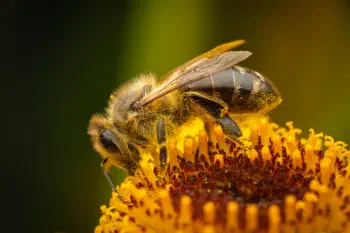 Western Honey Bee