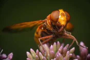Hornet Mimic Hover Fly
