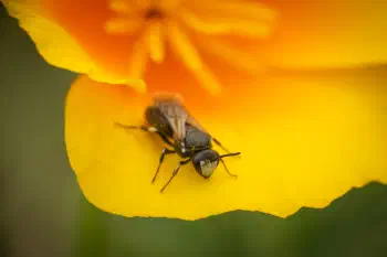 Masked Bees