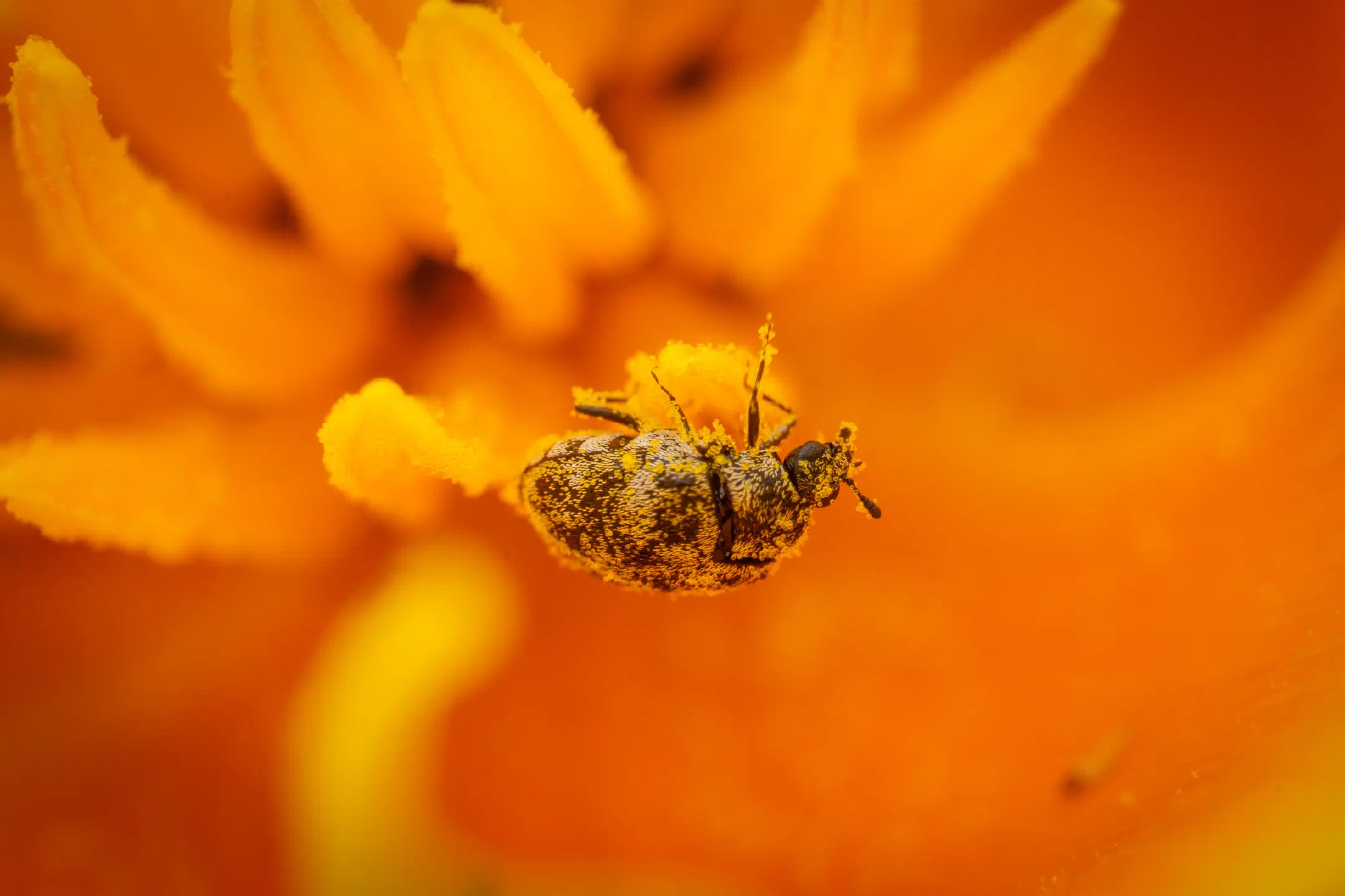 Varied Carpet Beetle | Varied Carpet Beetle