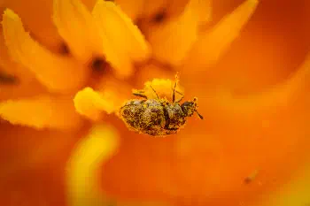 Varied Carpet Beetle
