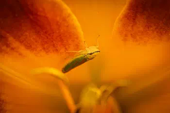 Rhododendron Leafhopper