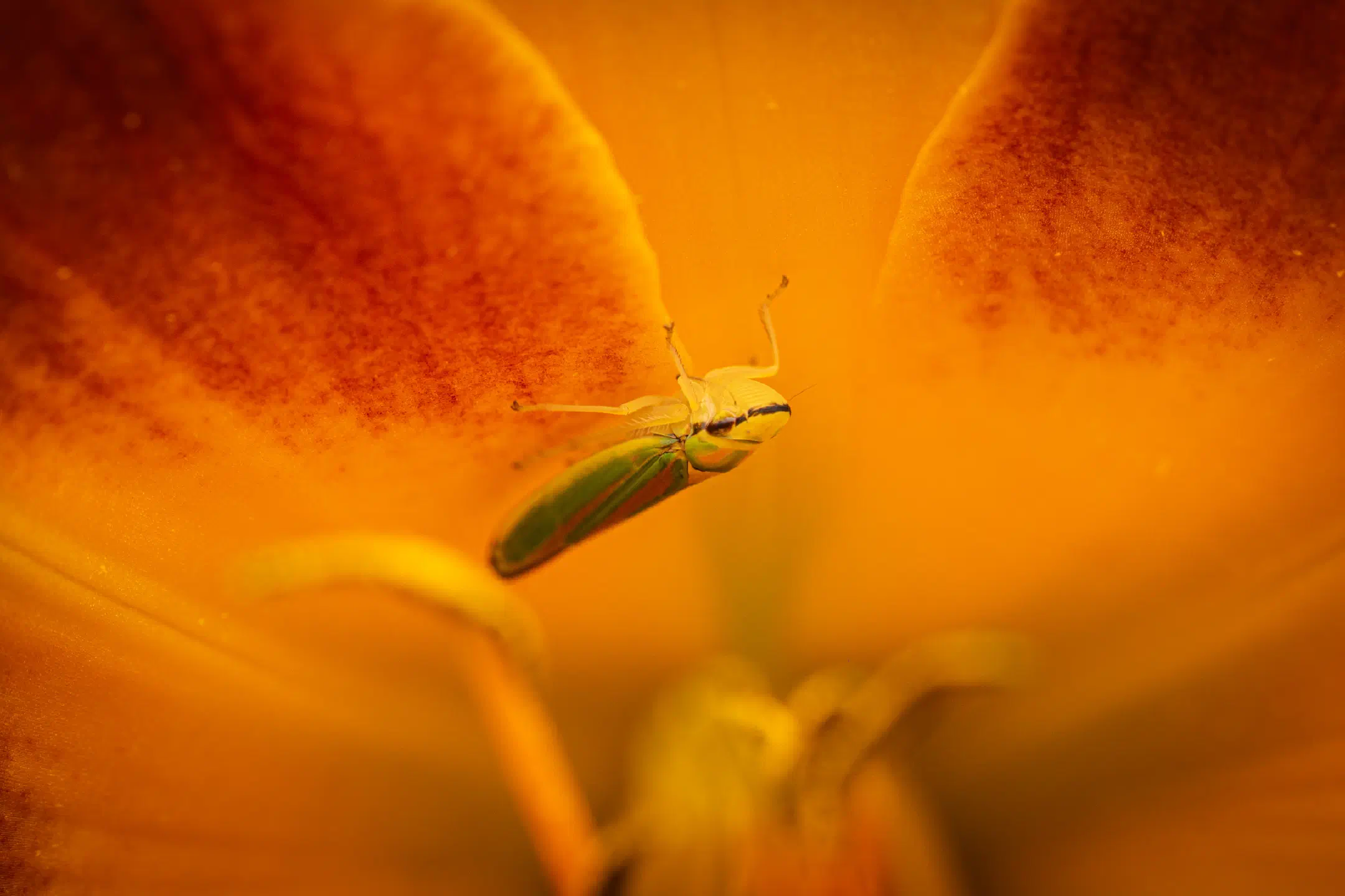 Rhododendron Leafhopper | Rhododendron Leafhopper