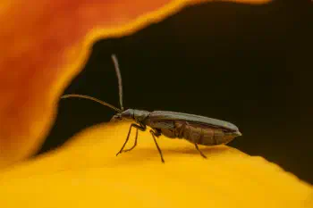 Greenish Oedemera