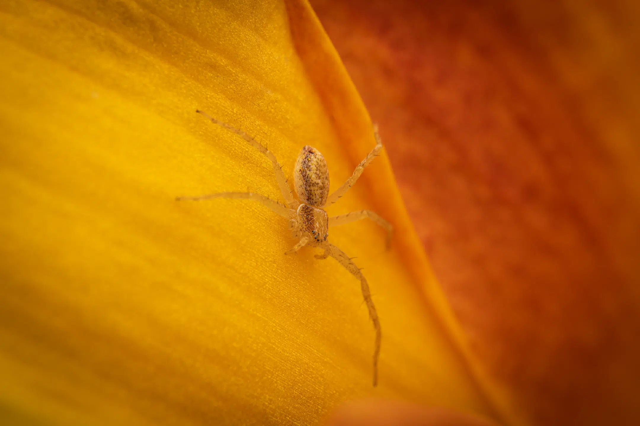 Philodromus rufus | Philodromus rufus