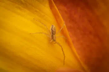 Philodromus rufus