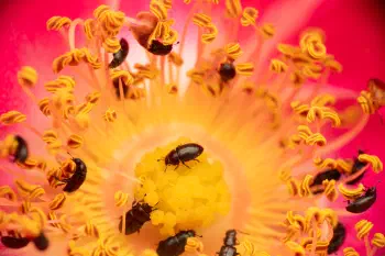 Common Pollen Beetle