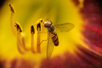 Marmalade Hover Fly