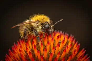 Common Carder Bumble Bee
