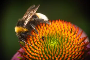 Cuckoo Bumble Bees