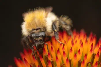 Common Carder Bumble Bee