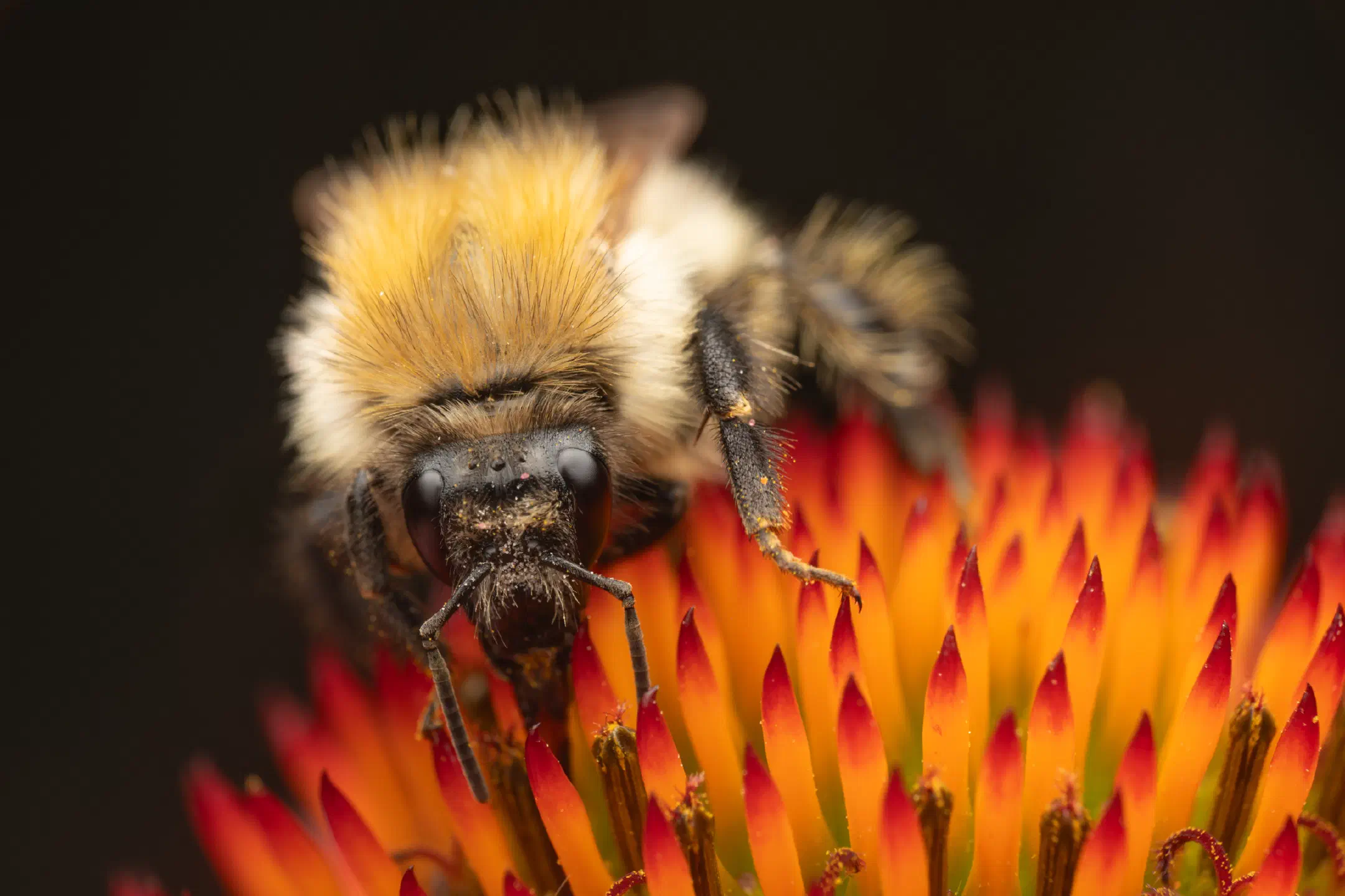 Common Carder Bumble Bee | Common Carder Bumble Bee
