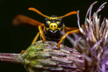 European Paper Wasp