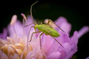 Calocoris affinis