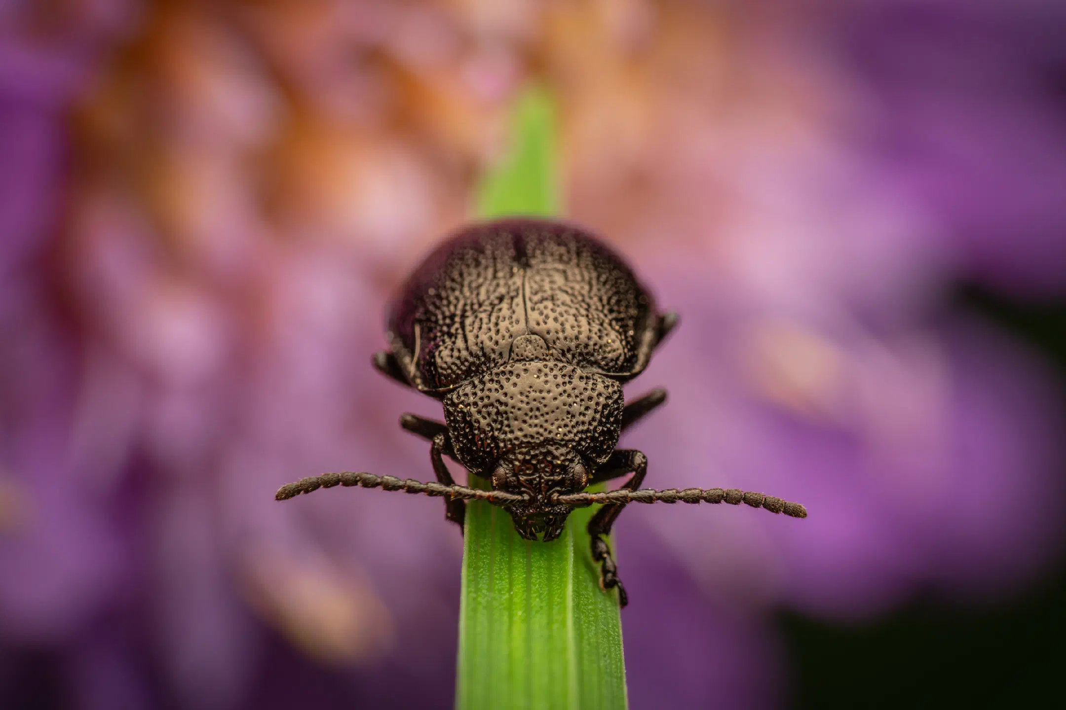 black-punctured leaf beetle | black-punctured leaf beetle