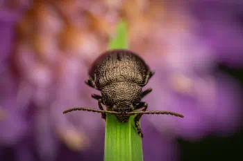 black-punctured leaf beetle