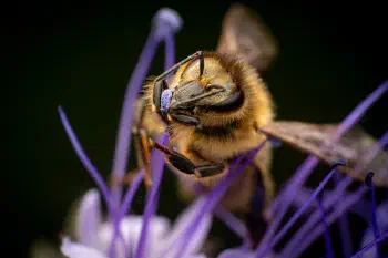 Western Honey Bee