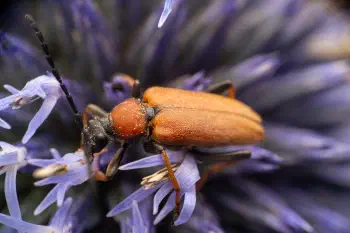 Red Pine Longhorn Beetle