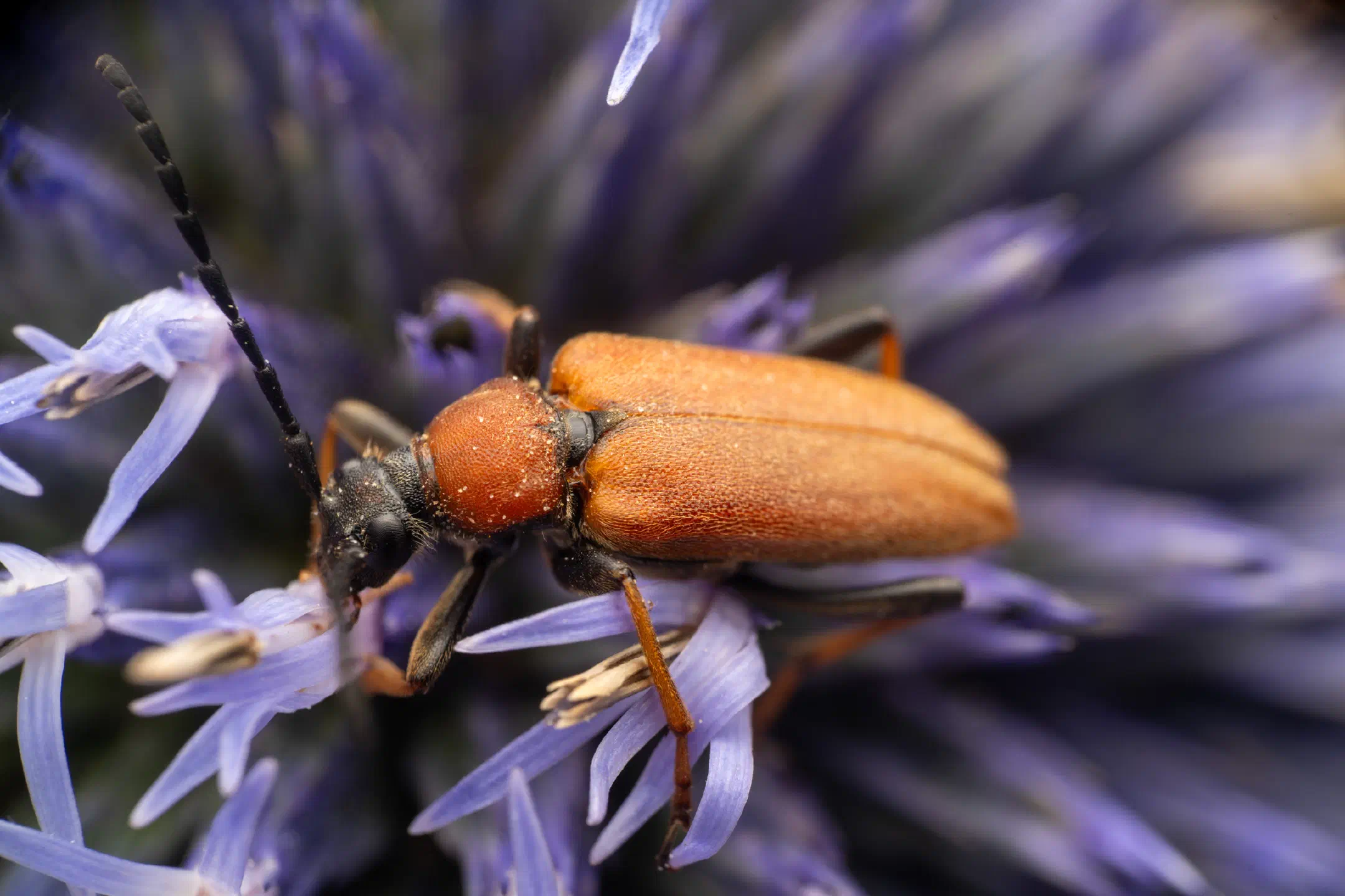 Red Pine Longhorn Beetle | Red Pine Longhorn Beetle