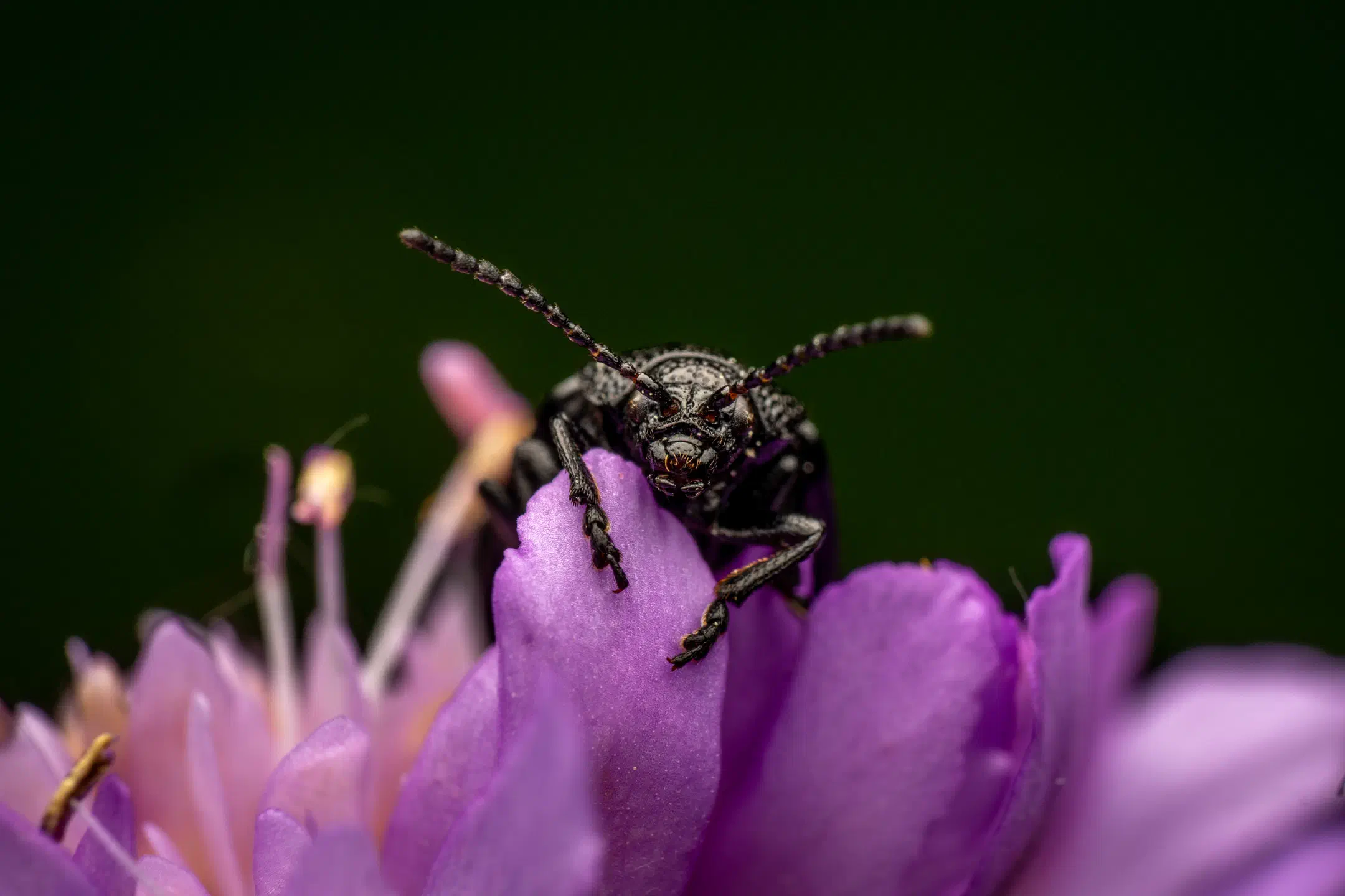 black-punctured leaf beetle | black-punctured leaf beetle
