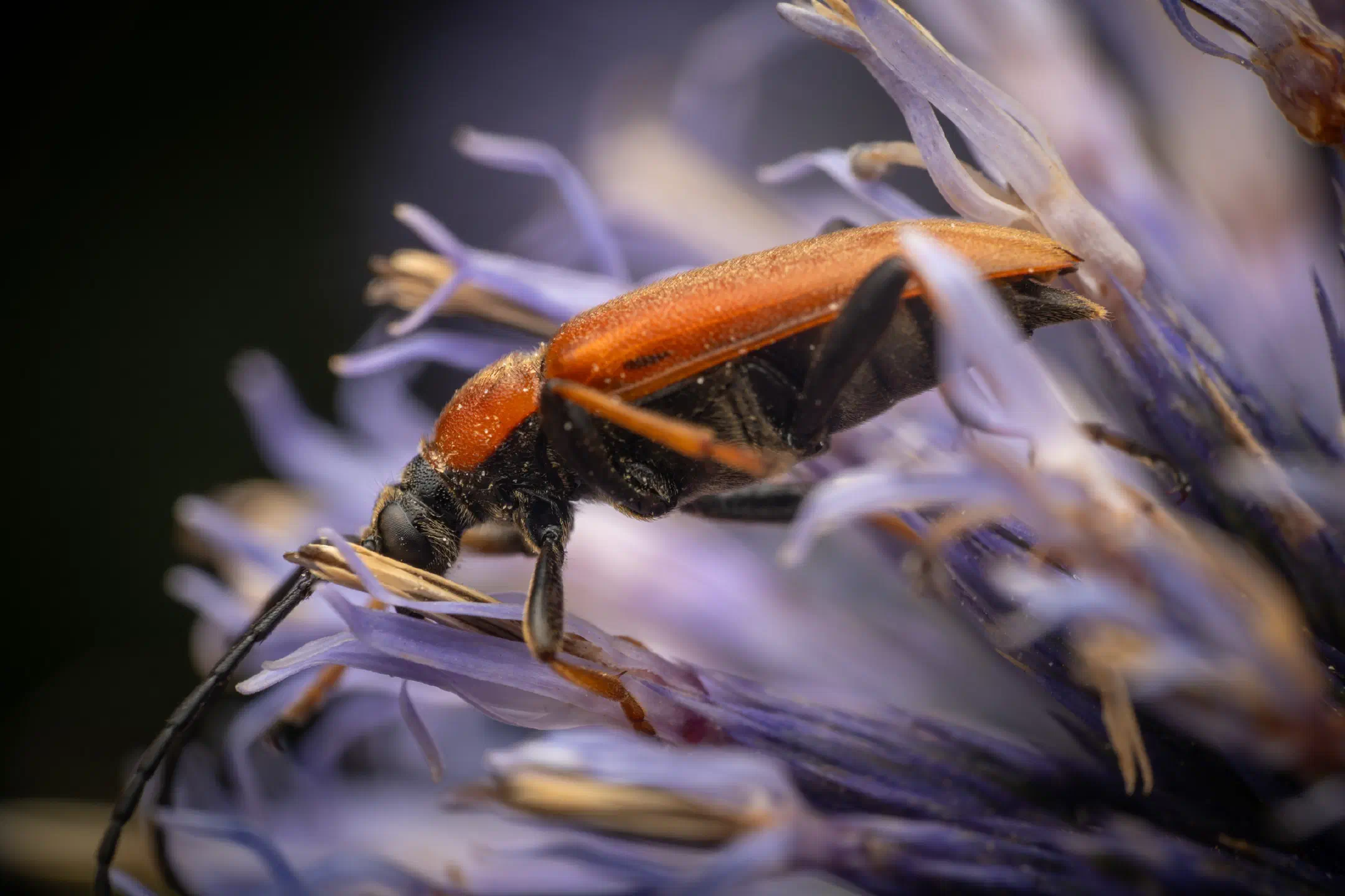 Red Pine Longhorn Beetle | Red Pine Longhorn Beetle
