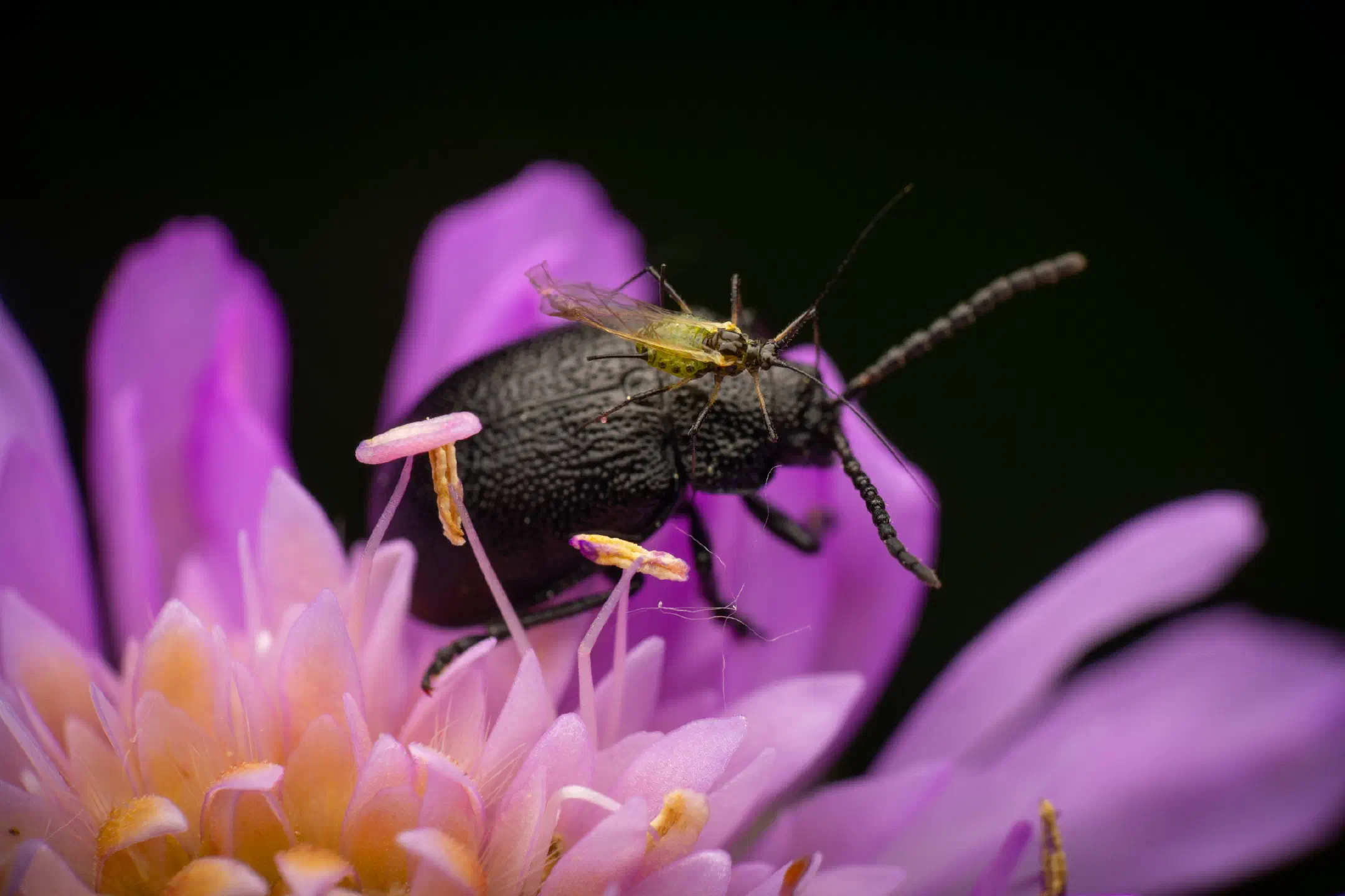 black-punctured leaf beetle | black-punctured leaf beetle
