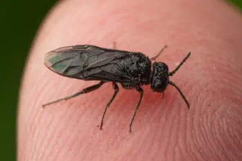Cherry Slug Sawfly