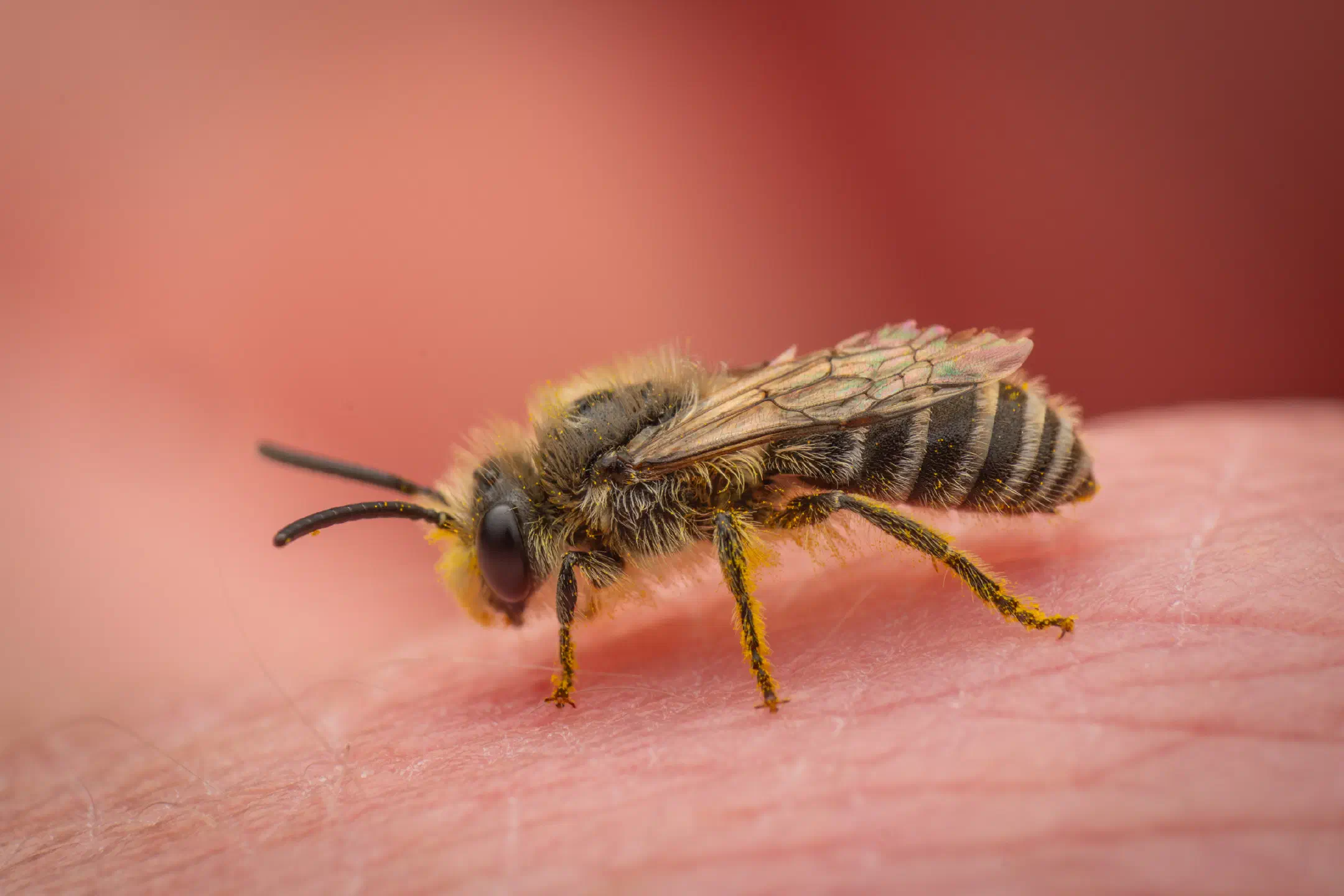 Cellophane Bees | Cellophane Bees