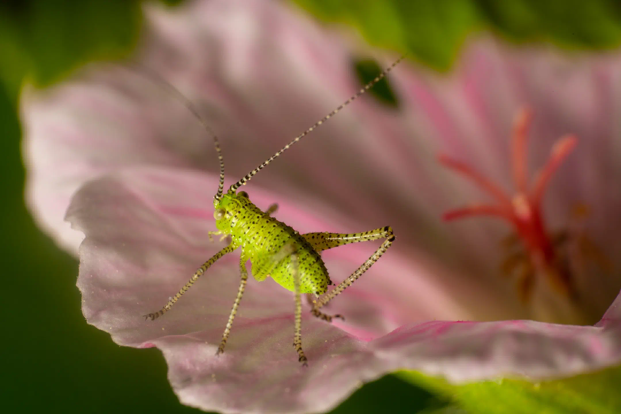 Speckled Bush-cricket | Speckled Bush-cricket
