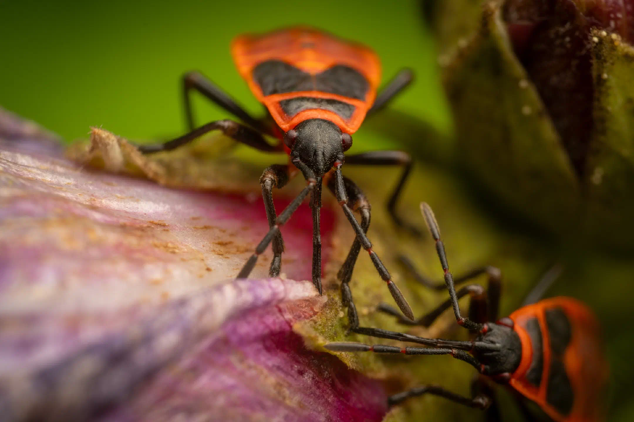 European Firebug | European Firebug