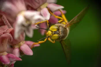 Bembix rostrata