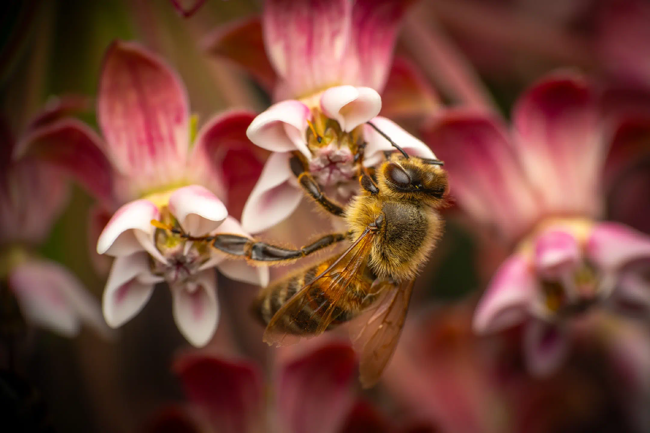 Western Honey Bee | Western Honey Bee