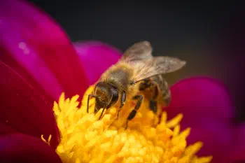 Western Honey Bee