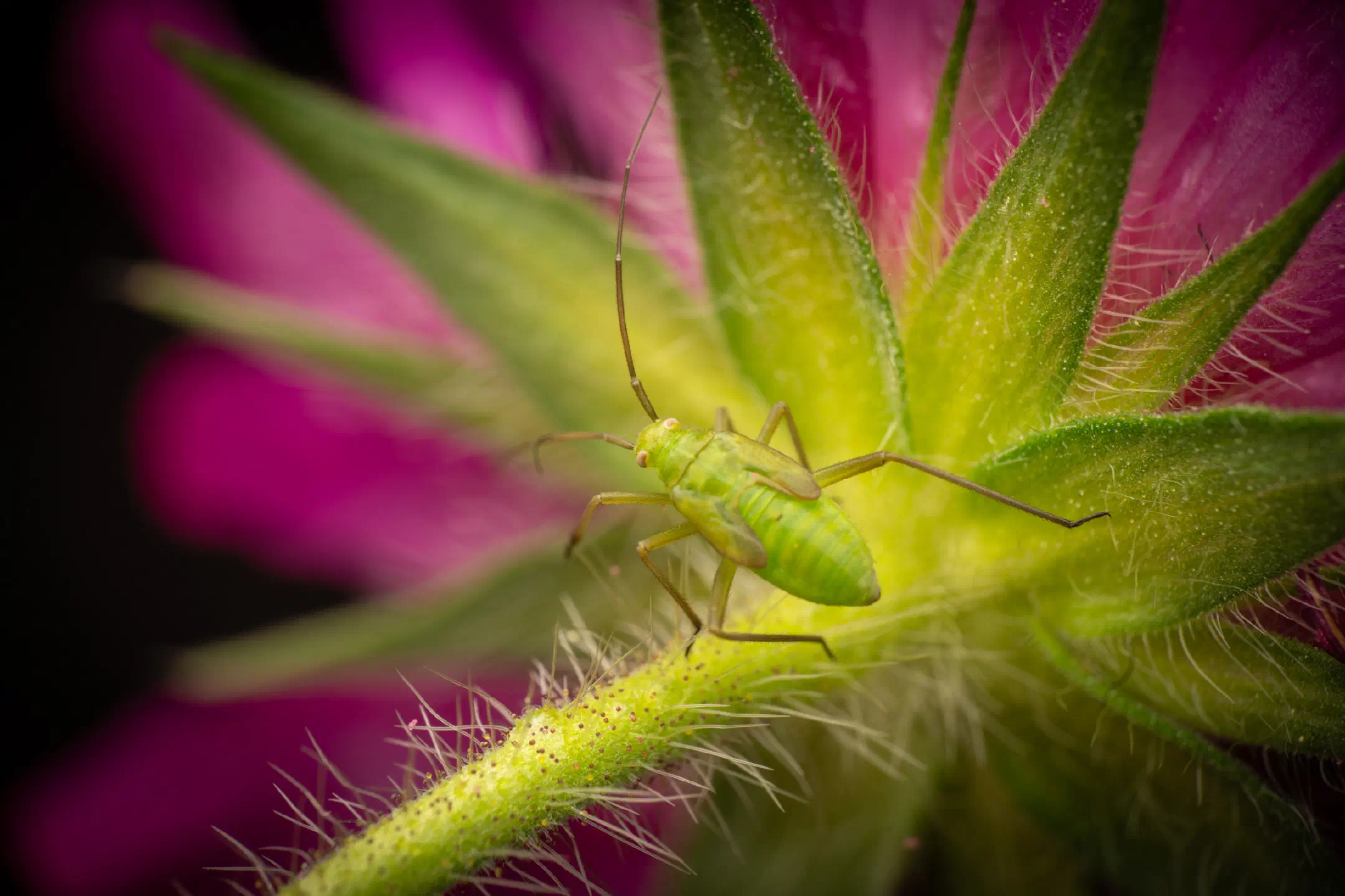 Calocoris affinis | Calocoris affinis