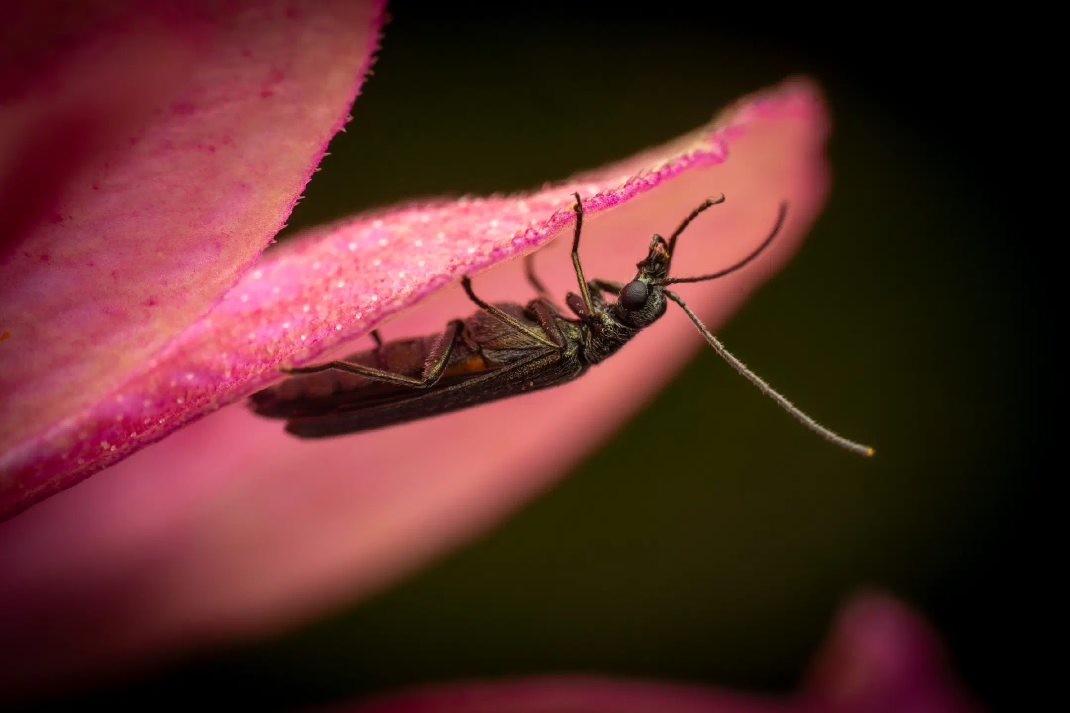 Greenish Oedemera | Greenish Oedemera