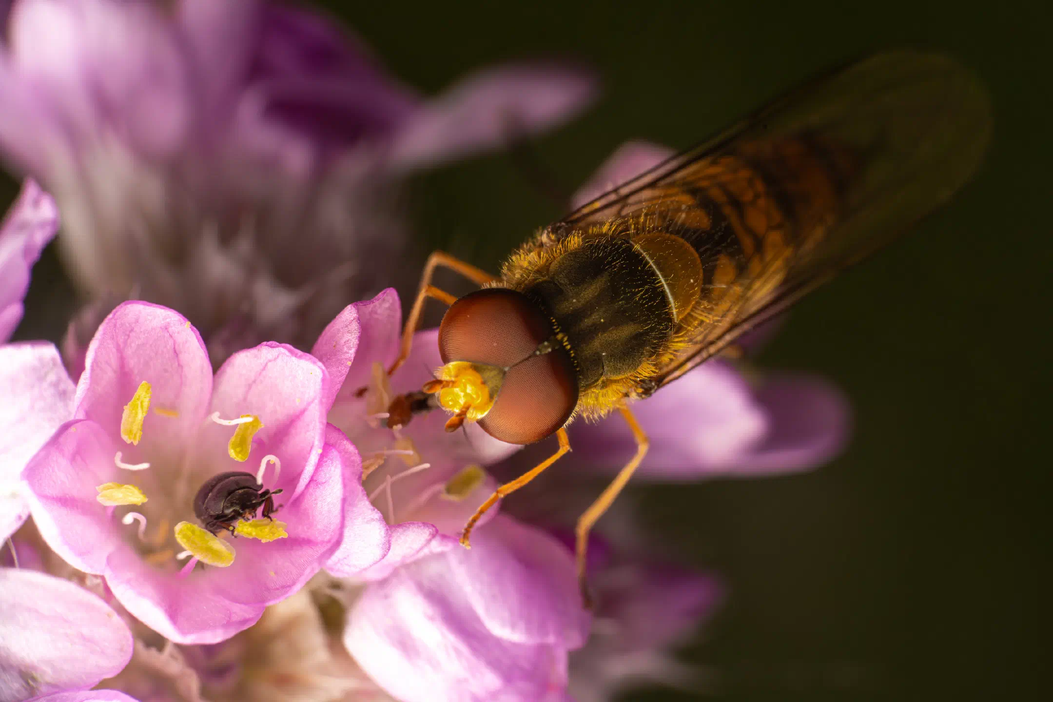 Marmalade Hover Fly | Marmalade Hover Fly