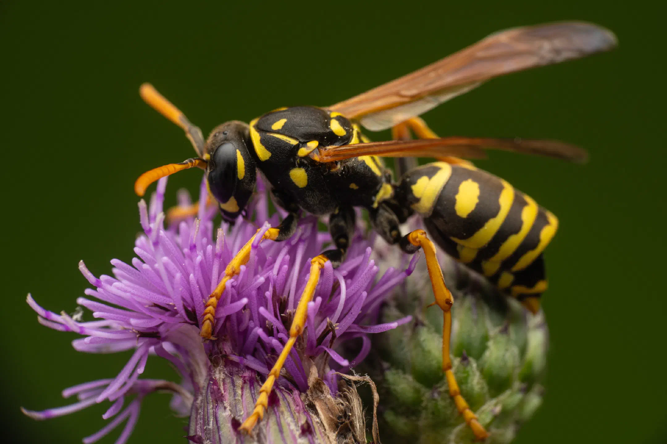European Paper Wasp | European Paper Wasp