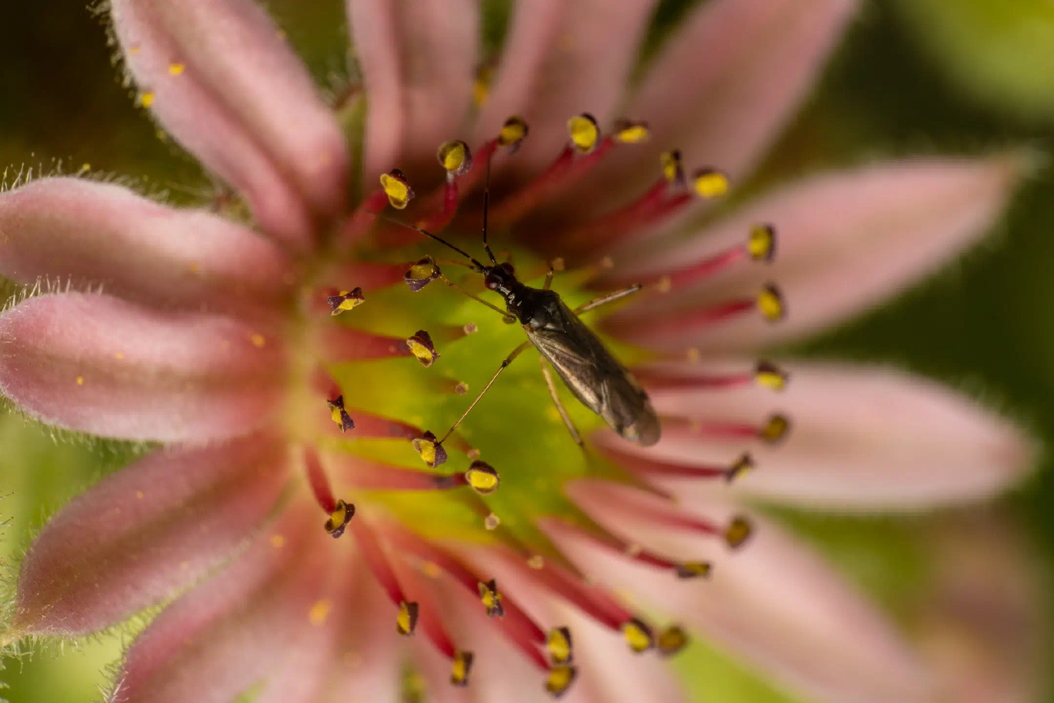 Dicyphus errans | Dicyphus errans